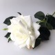 Rosa Blanca XL