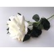 Rosa Blanca XL