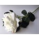 Rosa Blanca XL