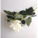 Rosa Blanca XL