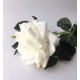Rosa Blanca XL