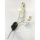 Orquídea Ramo