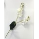 Orquídea Ramo