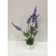 Planta Lavanda