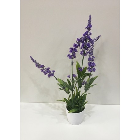 Planta Lavanda