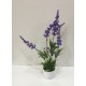 Planta Lavanda