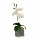 Orquidea-maceta