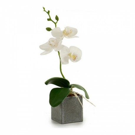 Orquidea-maceta