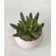 planta-cactus