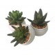 planta-cactus