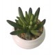 planta-cactus