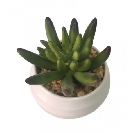 planta-cactus