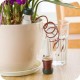 Regar Plantas Verano