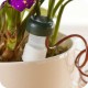 Regar Plantas Verano